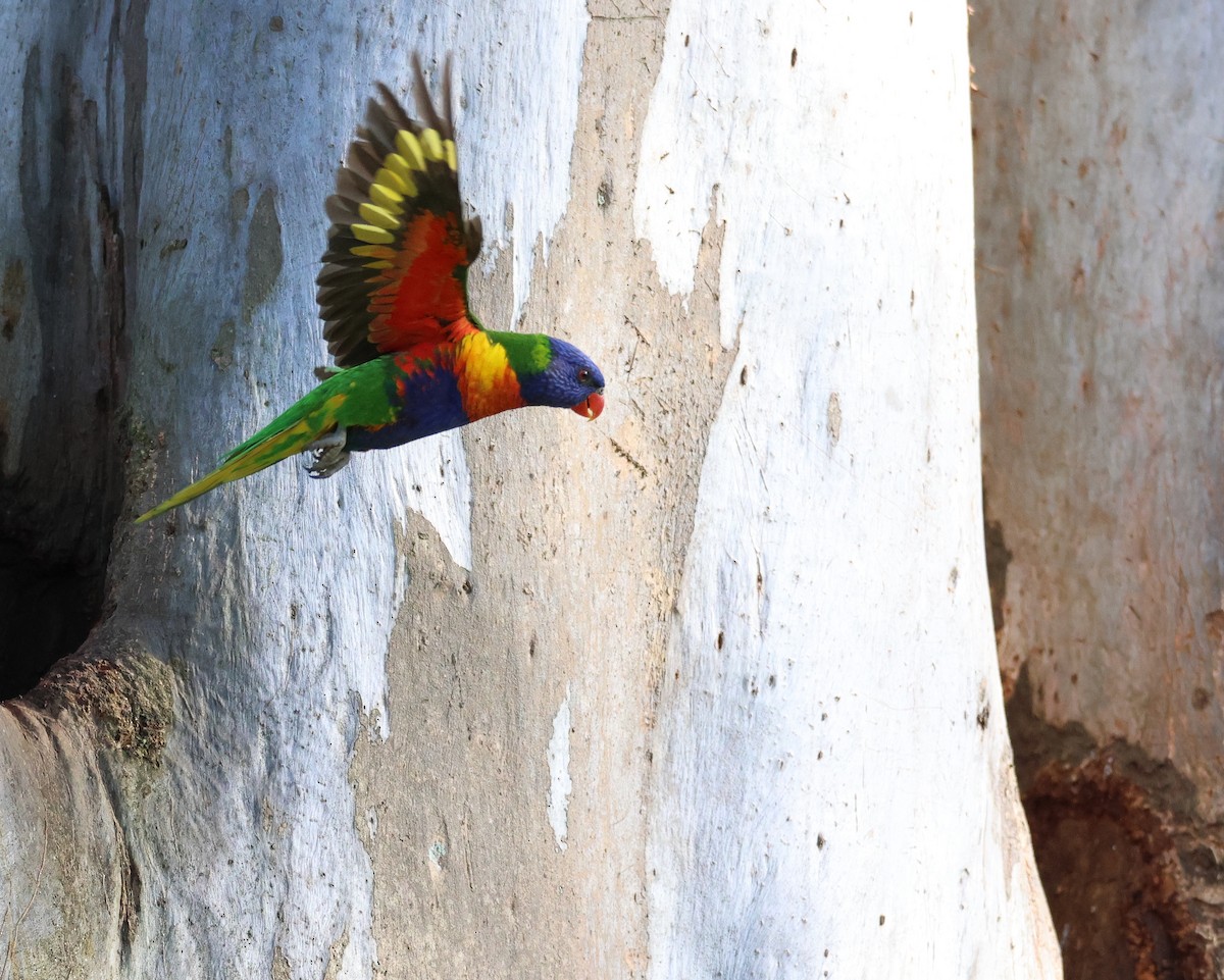 Rainbow Lorikeet - ML485170651