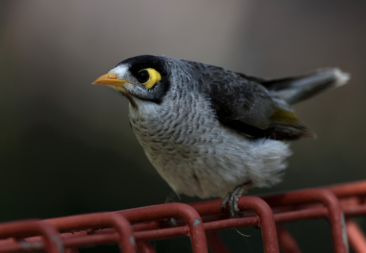 Noisy Miner - ML485170701