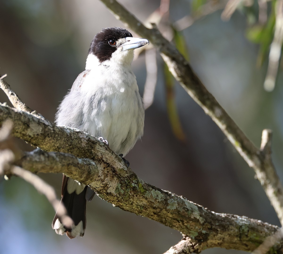 Gray Butcherbird - ML485170751