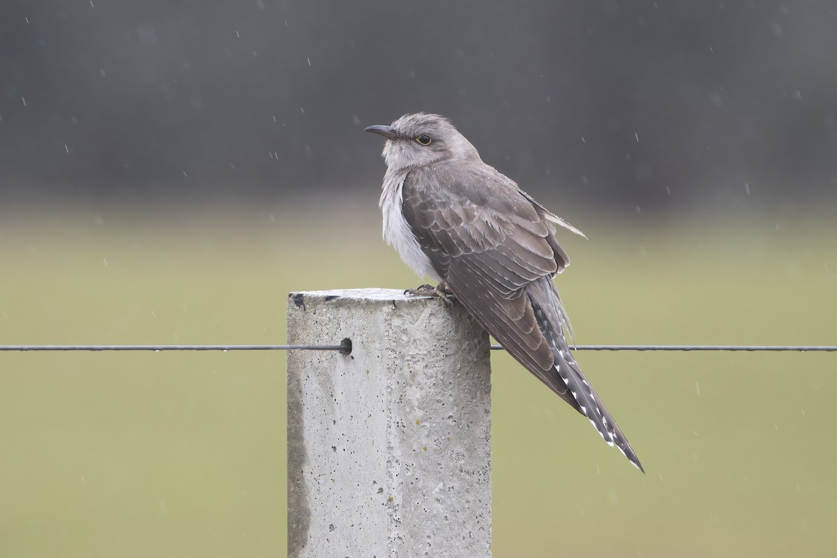 Pallid Cuckoo - Lucas Brook