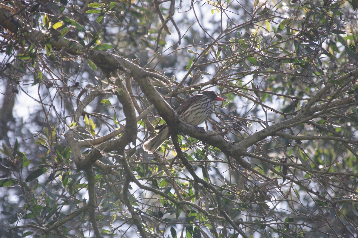 Olive-backed Oriole - ML485172801