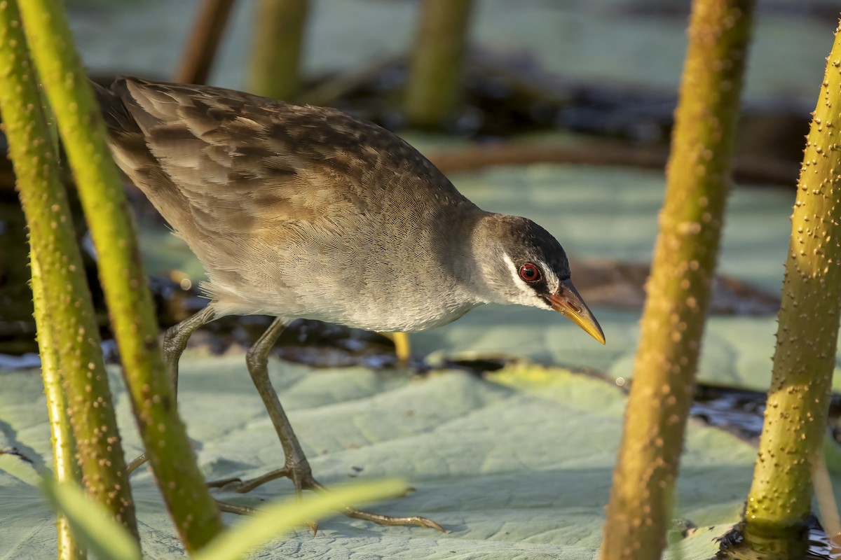 White-browed Crake - Hans Wohlmuth