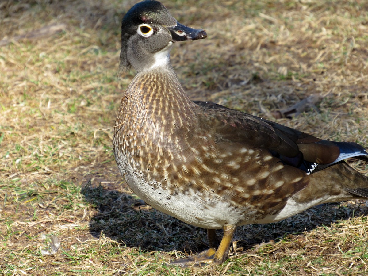 Wood Duck - ML48517571