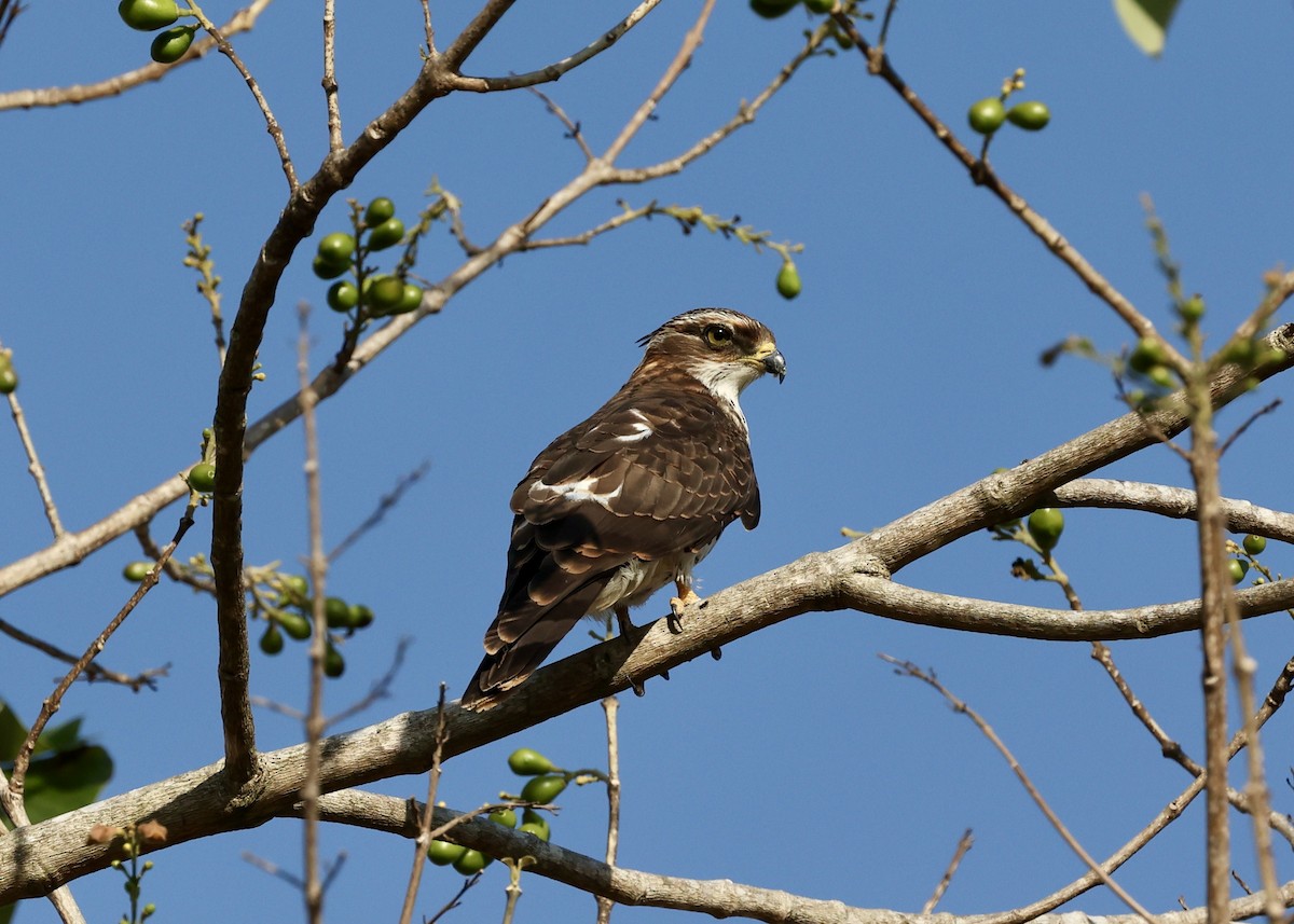 African Cuckoo-Hawk - ML485176041