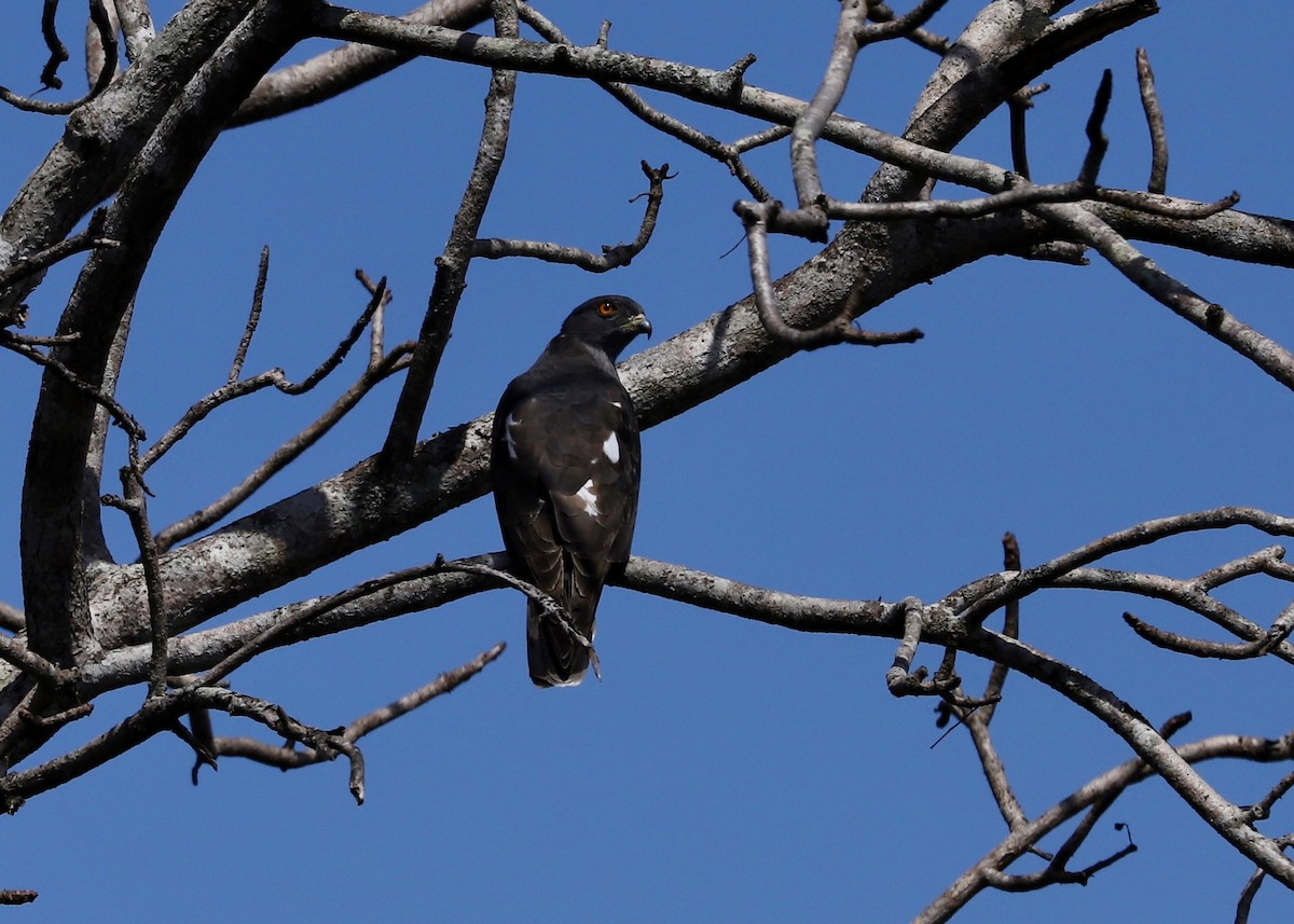 African Cuckoo-Hawk - ML485176071