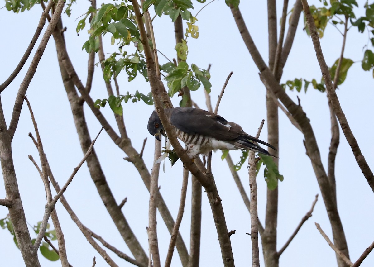 African Cuckoo-Hawk - ML485176161