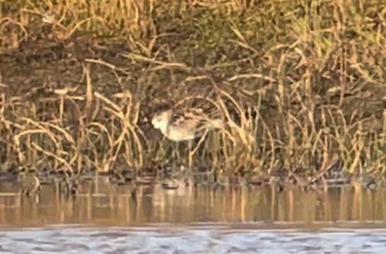 Little Stint - ML485176311