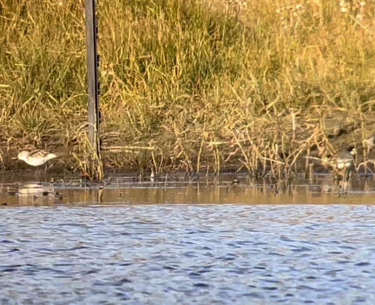 Little Stint - ML485176321