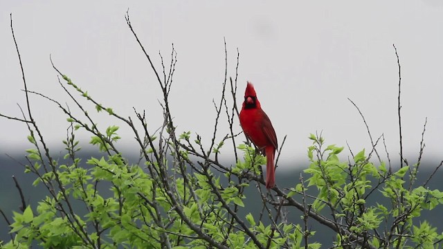 Cardinal rouge - ML485177