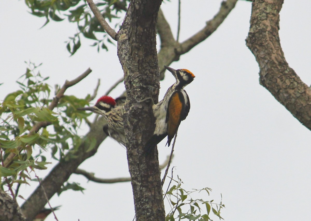 White-naped Woodpecker - ML485177711