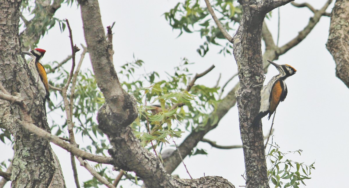 White-naped Woodpecker - Hareesha AS