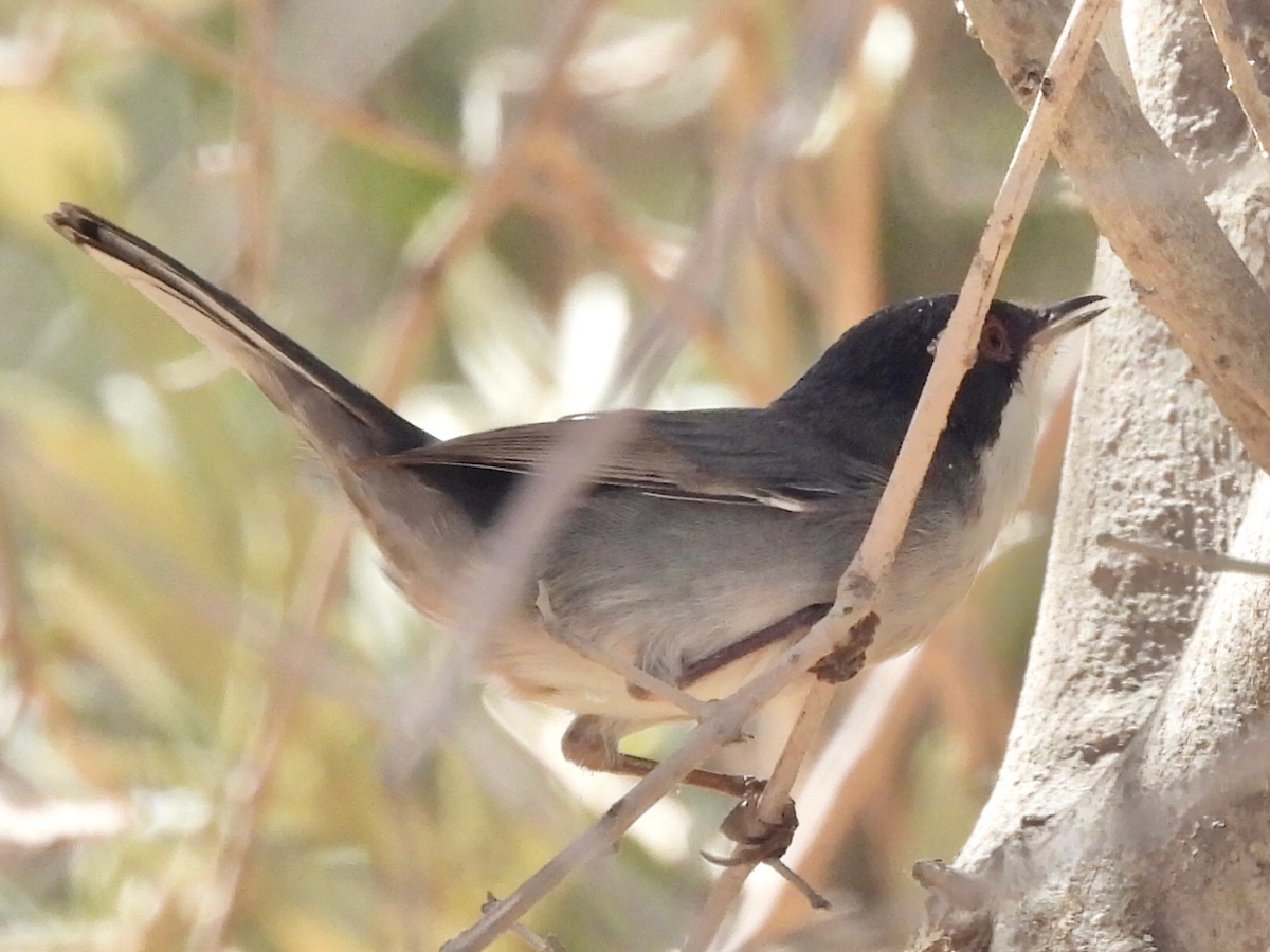 Curruca Cabecinegra - ML485179191