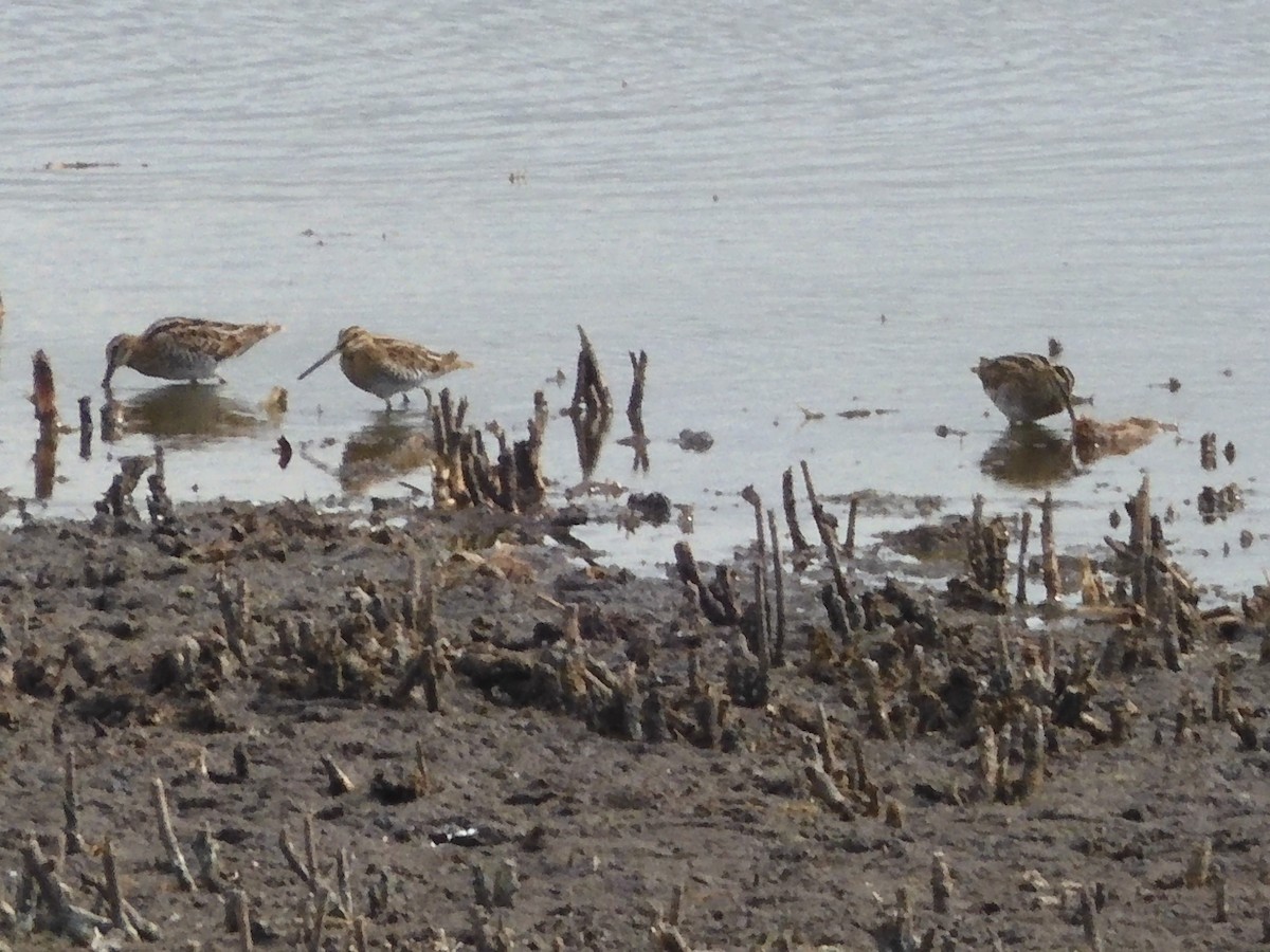 Common Snipe - ML485179381