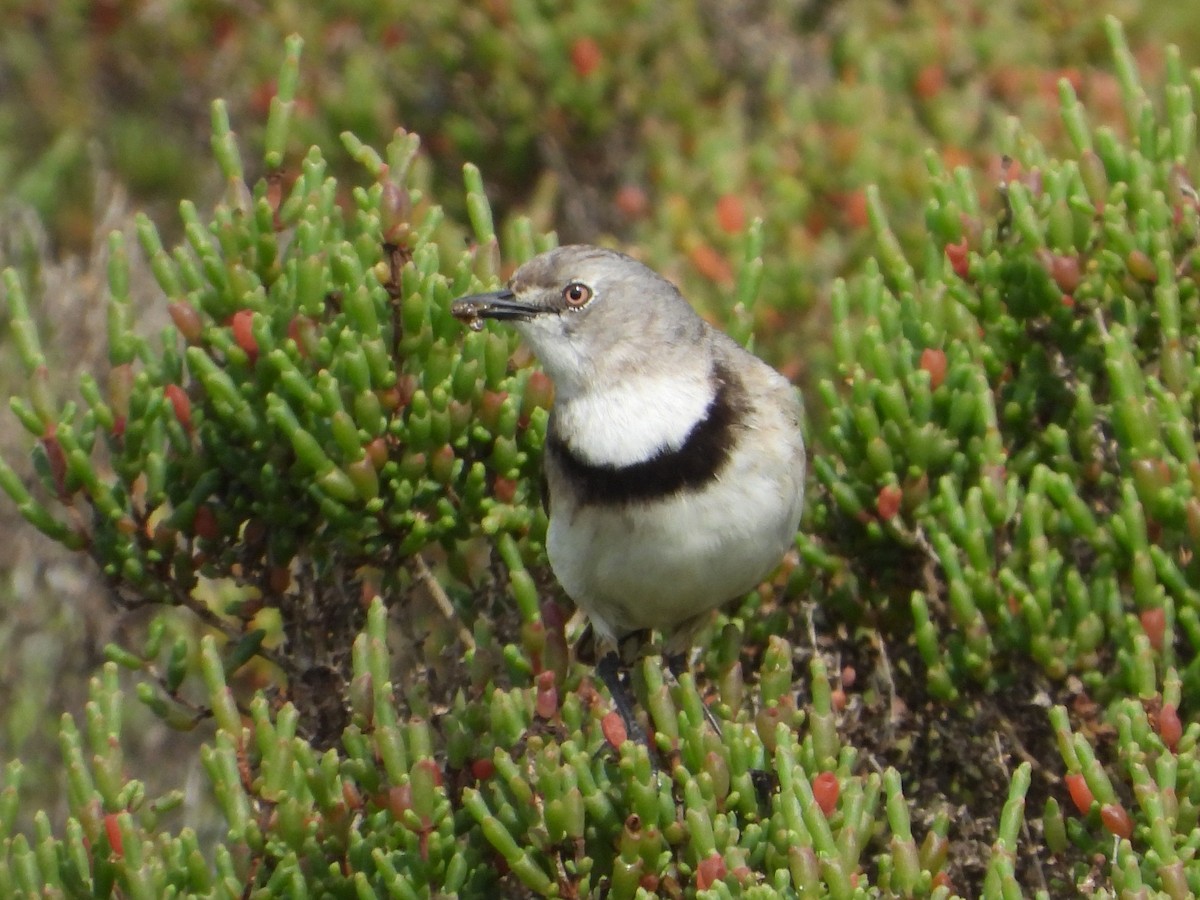 White-fronted Chat - ML485179901