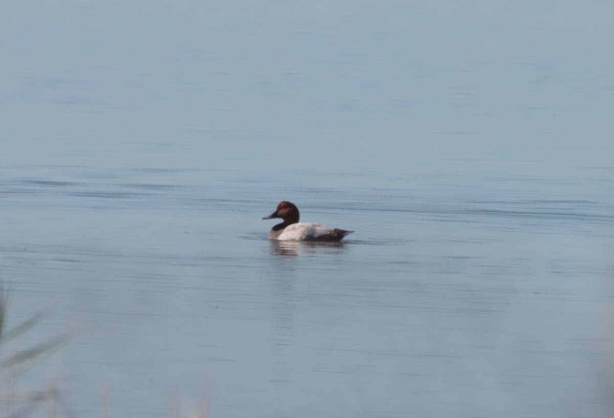 Common Pochard - ML485182771