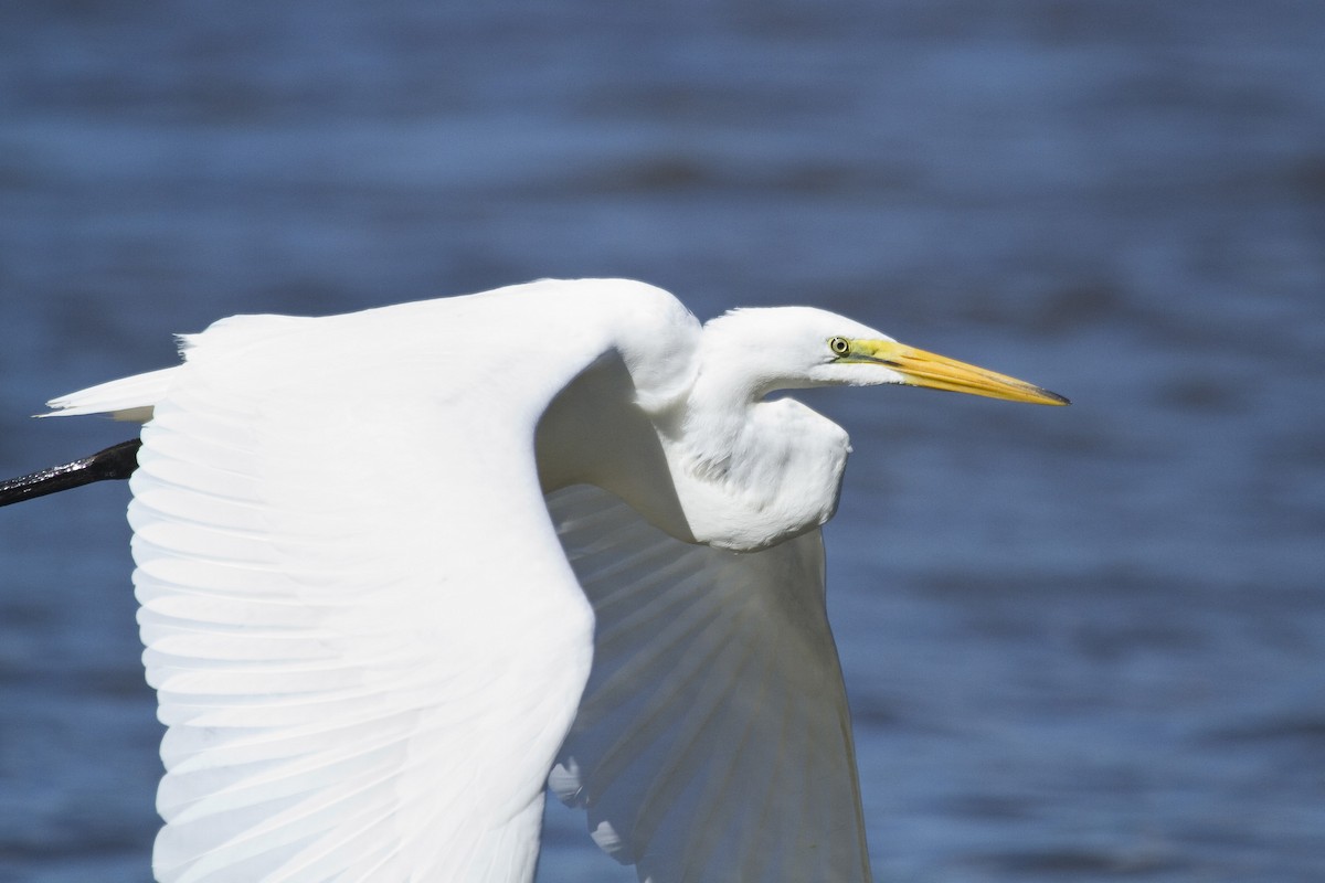 Great Egret - ML48518361