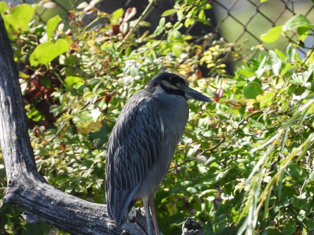 Yellow-crowned Night Heron - LF Melliny