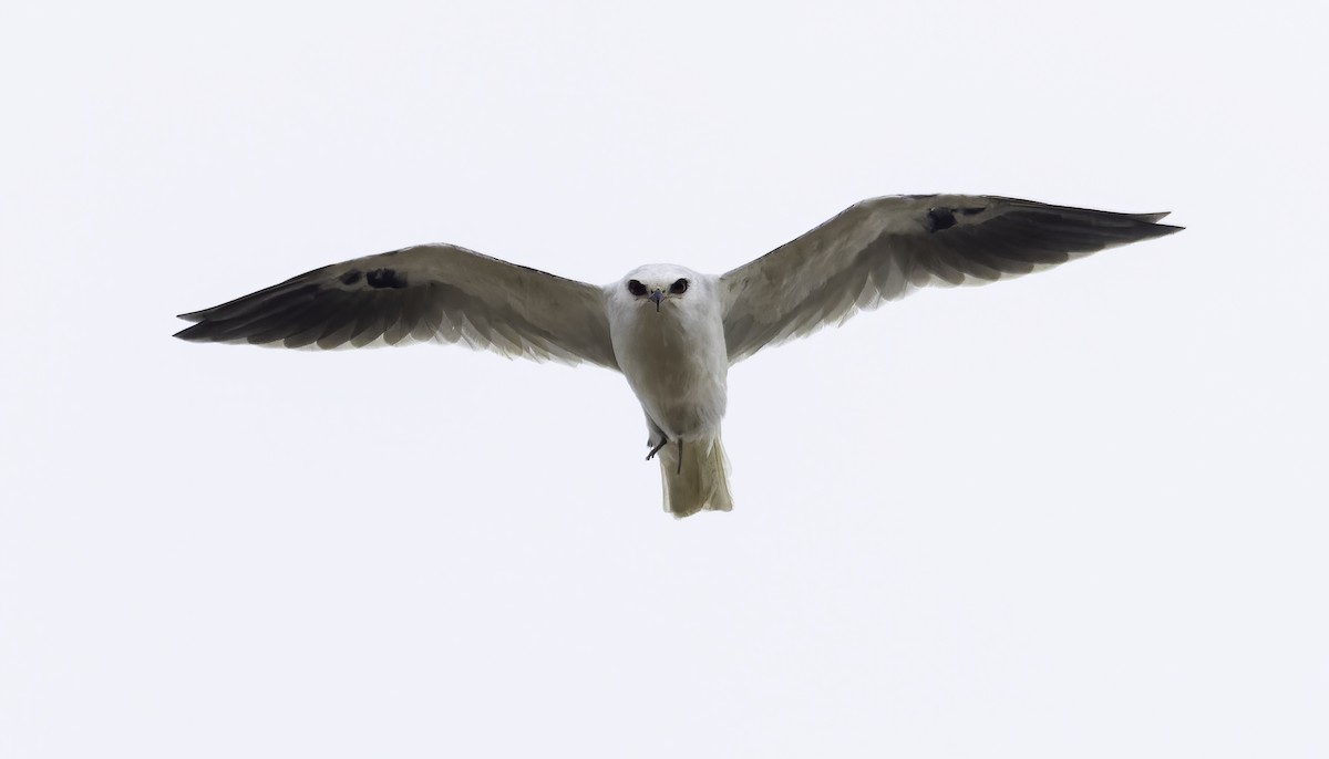White-tailed Kite - ML485186011