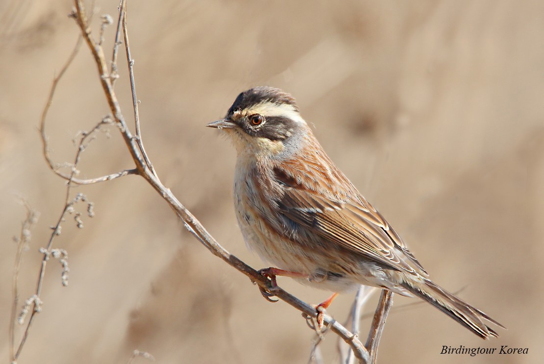 Siberian Accentor - Peter Han