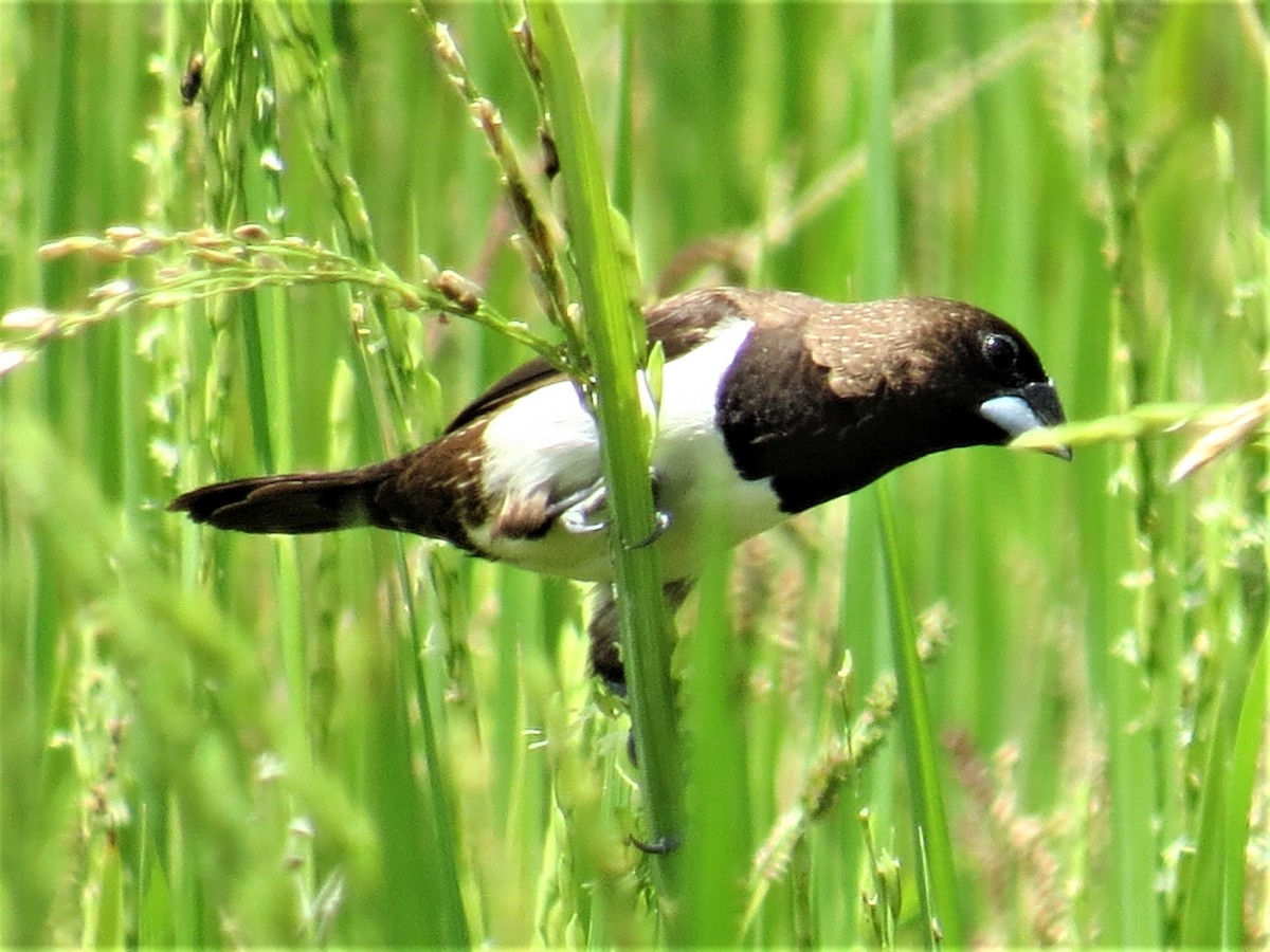 White-rumped Munia - ML485187471