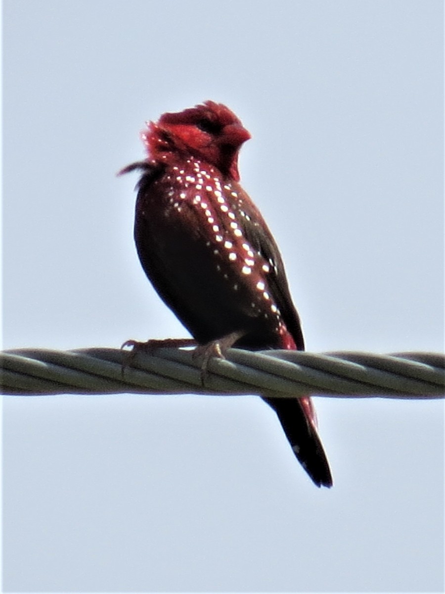 Red Avadavat - ML485187531