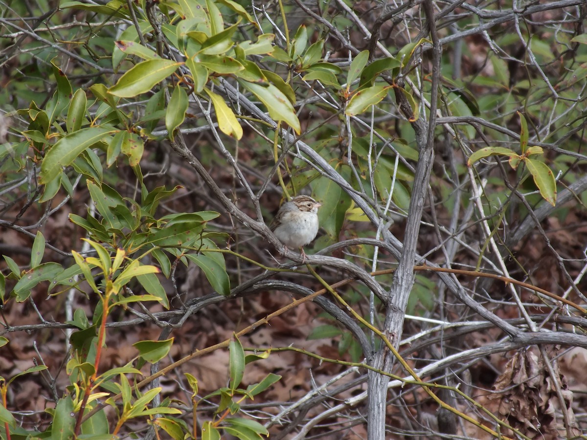 Clay-colored Sparrow - ML48518791