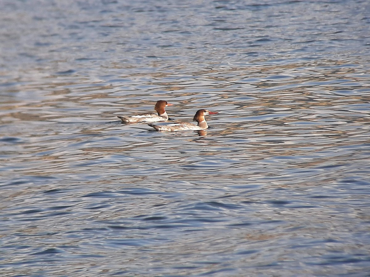 Common Merganser - Anonymous