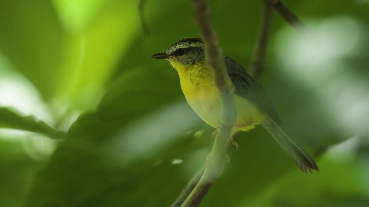 Golden-crowned Warbler (Cabanis's) - Markus Craig