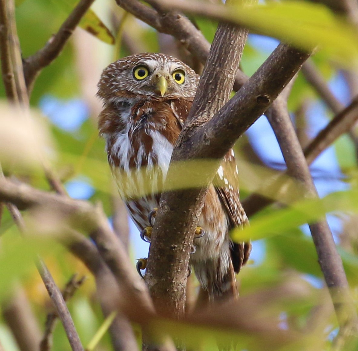 Ferruginous Pygmy-Owl - Mats Hildeman