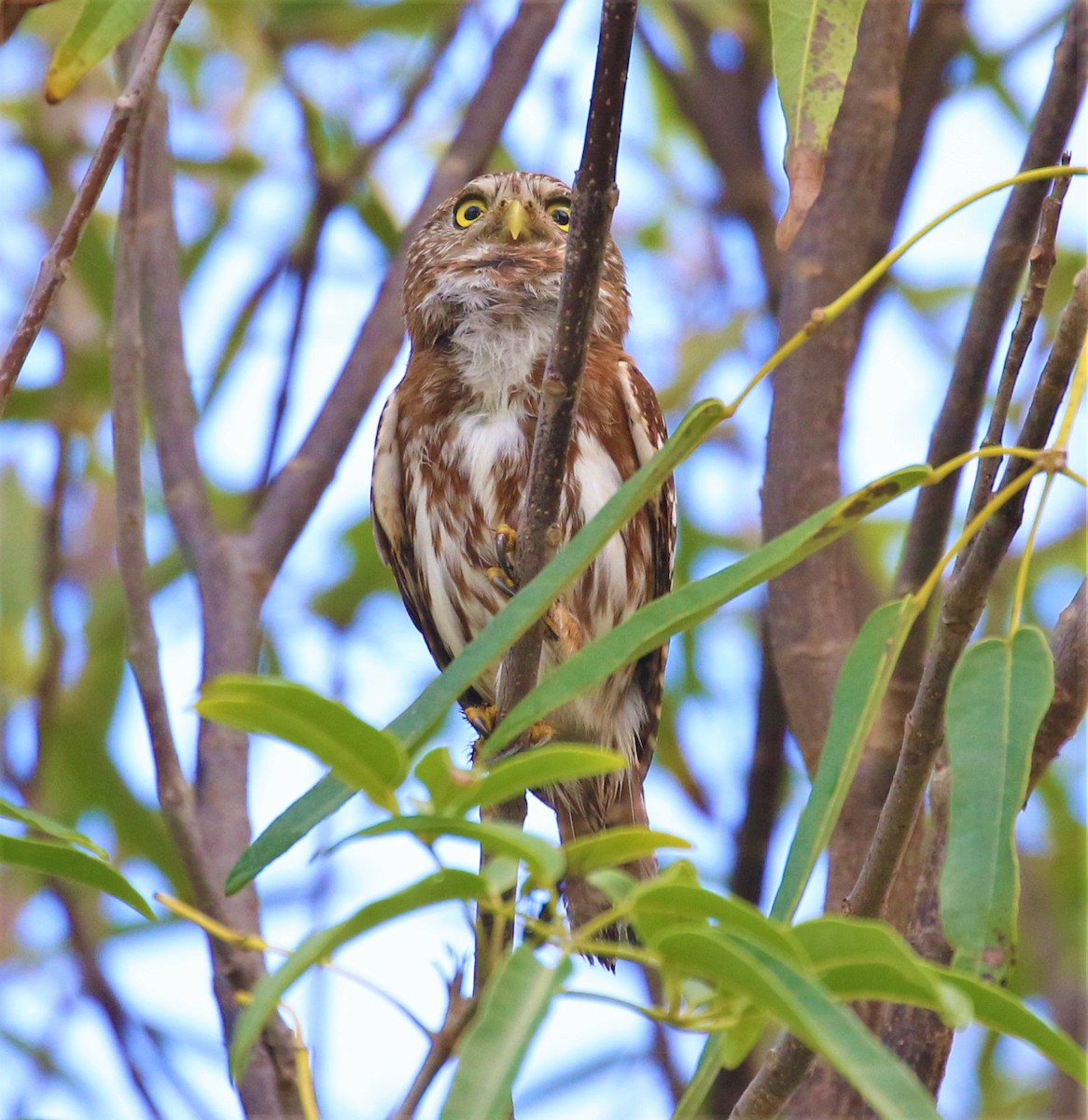 Ferruginous Pygmy-Owl - ML485189491