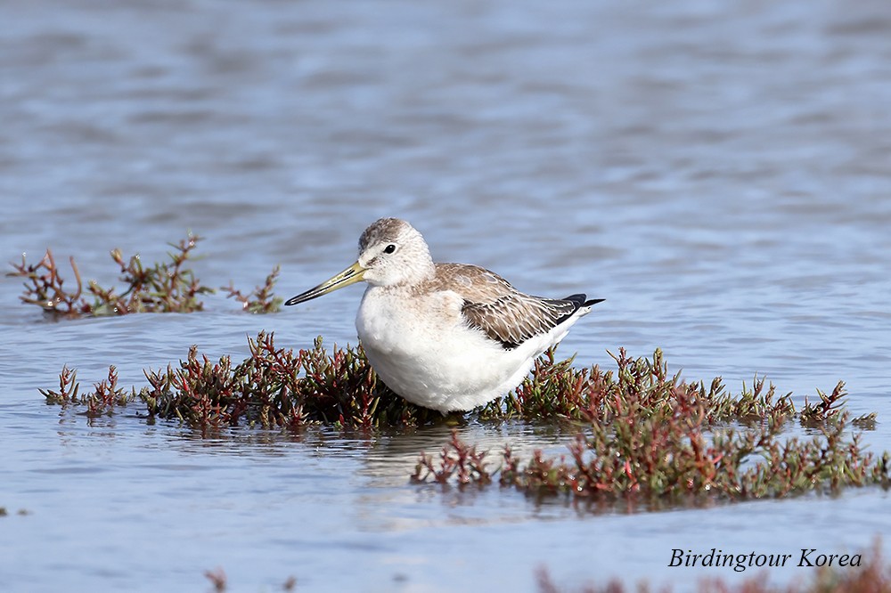 Nordmann's Greenshank - ML485189751