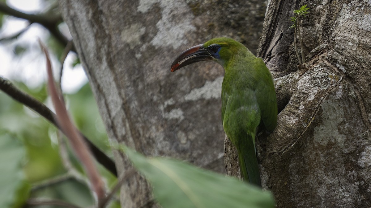 Blauzügelarassari (sulcatus/erythrognathus) - ML485189921