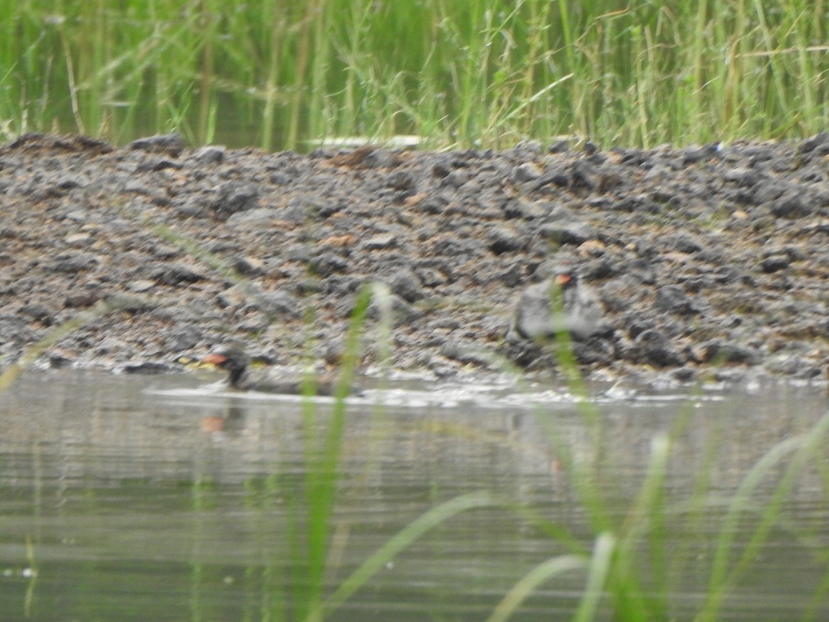 Little Grebe - Arulvelan Thillainayagam