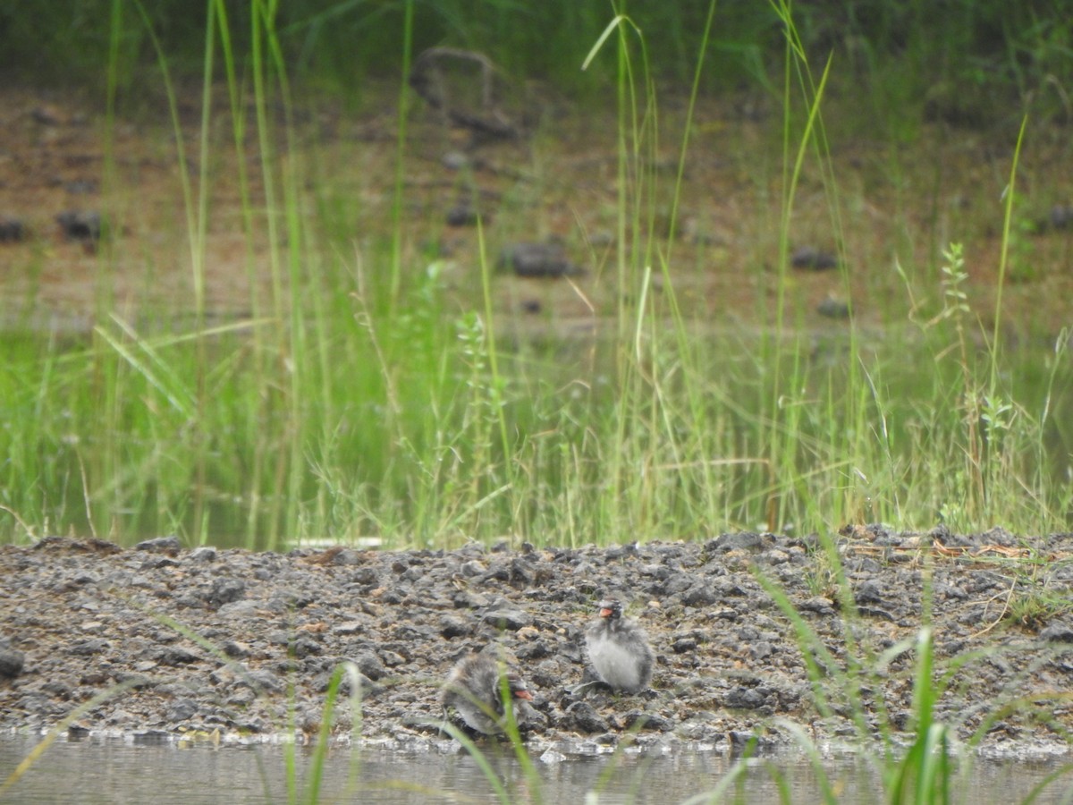 Little Grebe - ML485190161