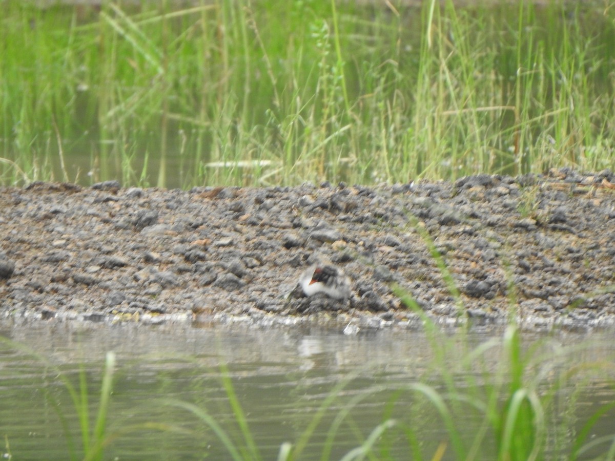 Little Grebe - ML485190571