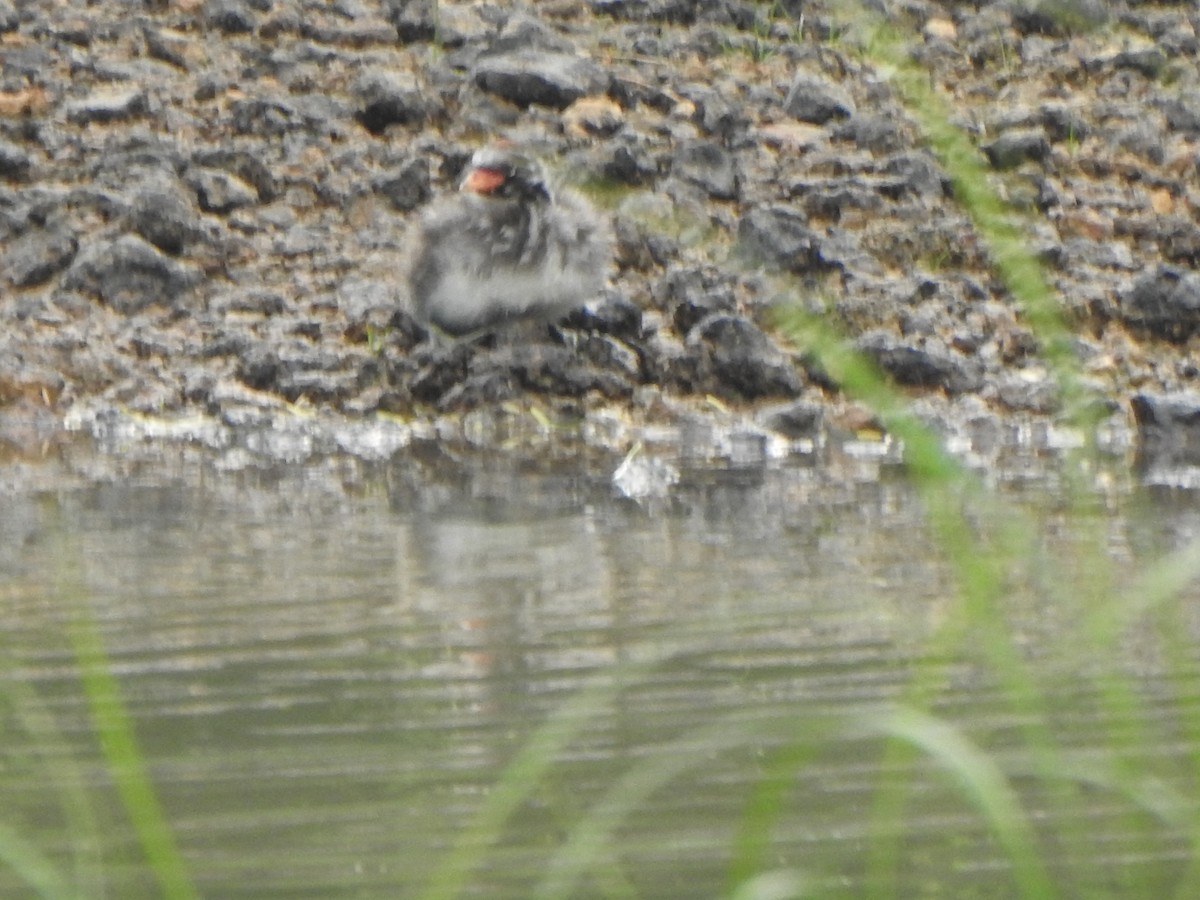 Little Grebe - ML485190751