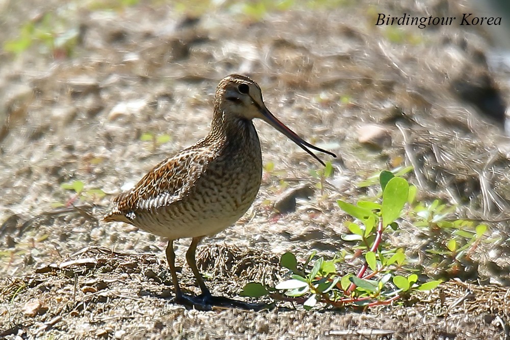 Pin-tailed Snipe - ML485191241