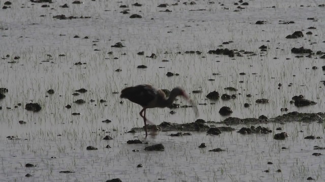 White Ibis - ML485192