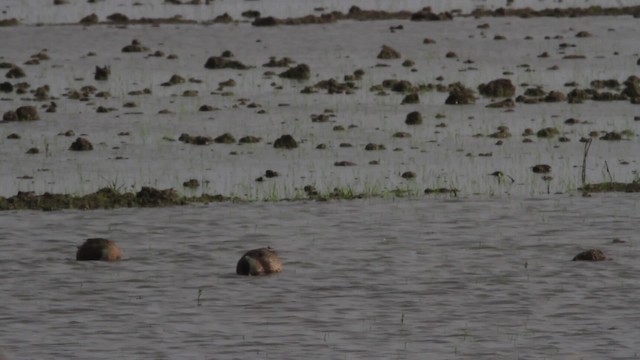 Blue-winged Teal - ML485193