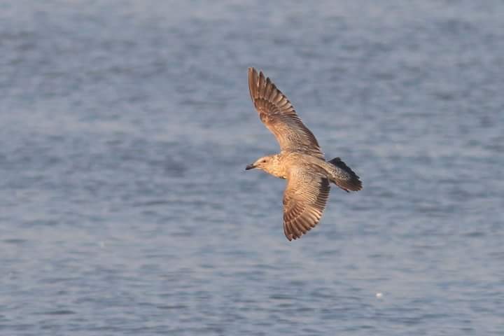 Slaty-backed Gull - ML48519301