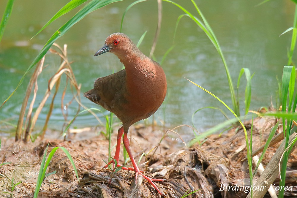 Ruddy-breasted Crake - ML485193761