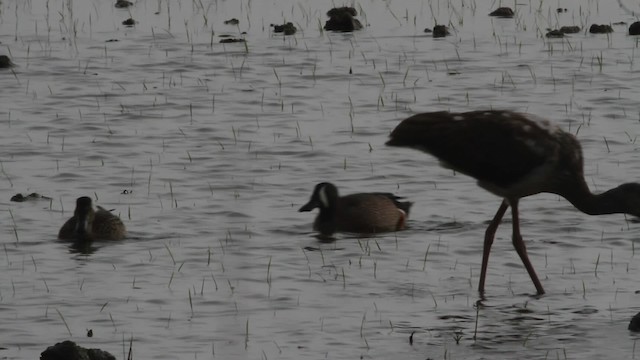 White Ibis - ML485194