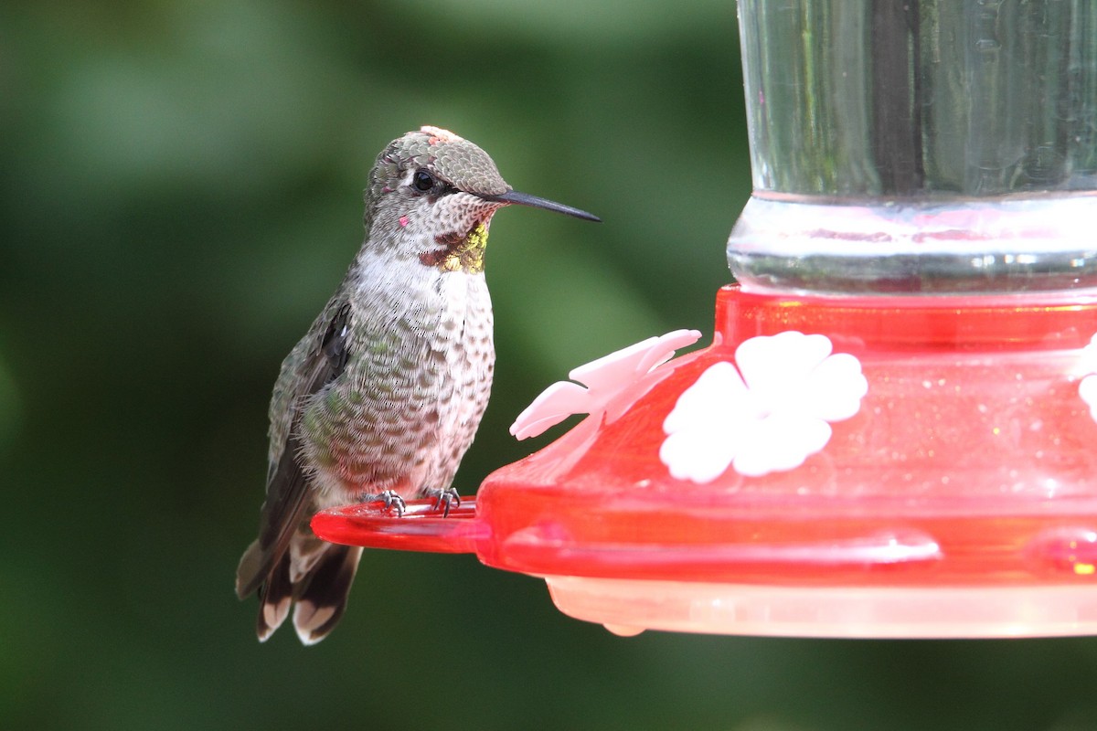 Anna's Hummingbird - ML485195941