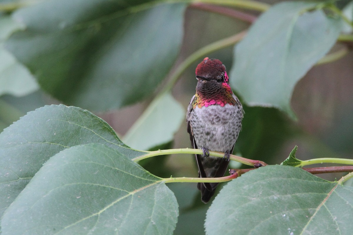 Anna's Hummingbird - ML485195951