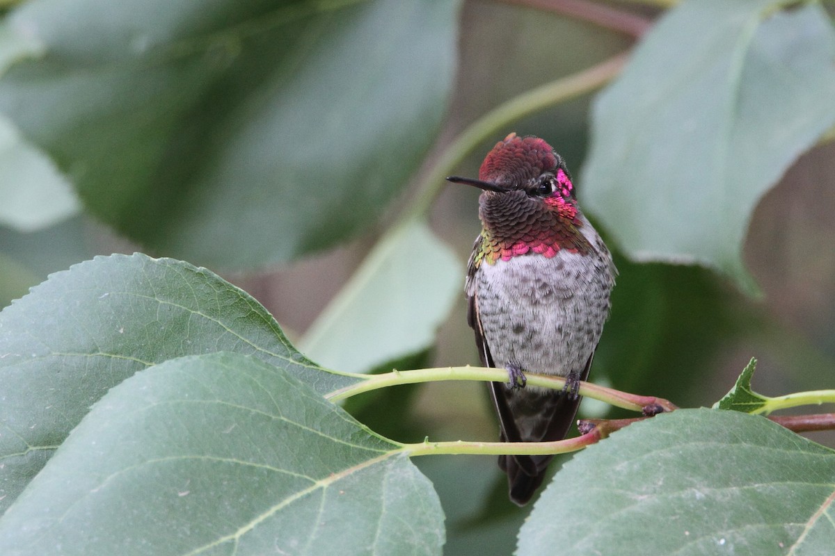 Anna's Hummingbird - ML485195961