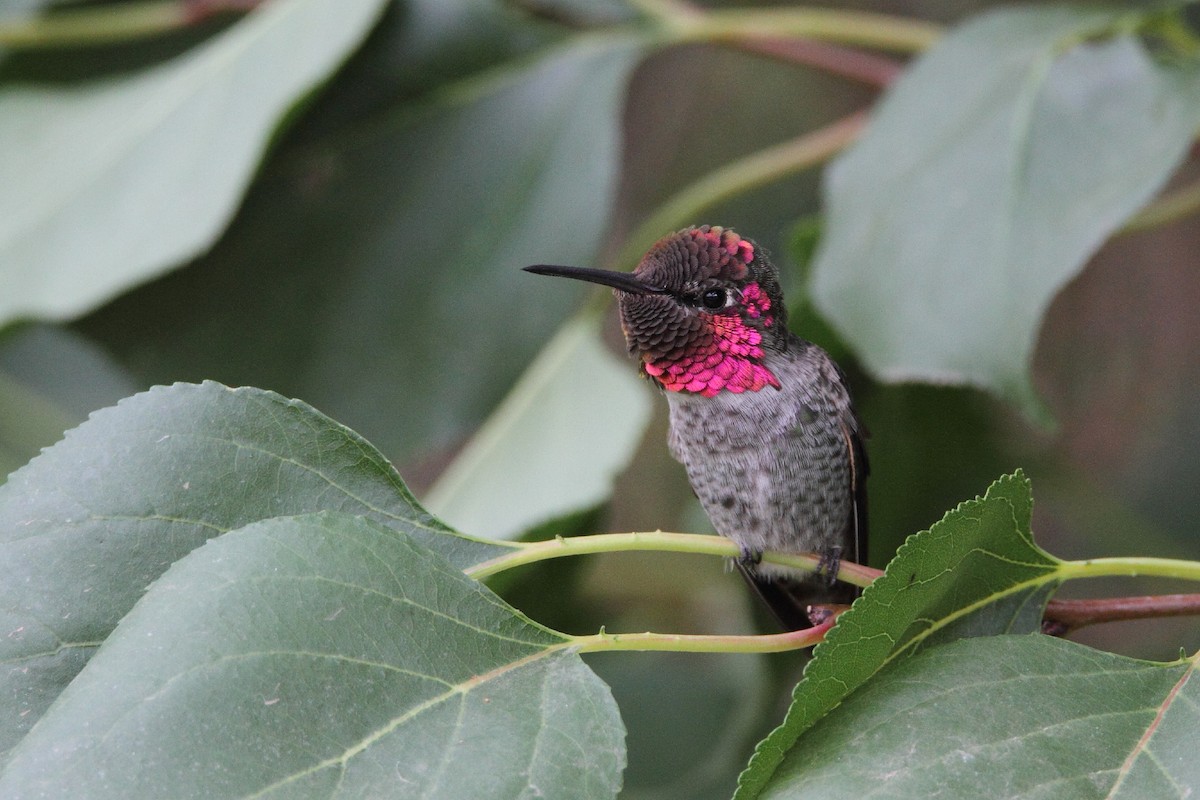 Anna's Hummingbird - ML485195971