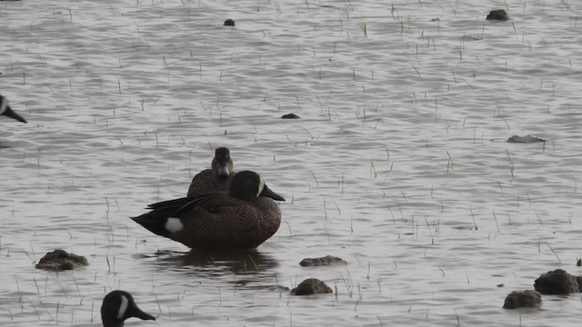 Blue-winged Teal - ML485196