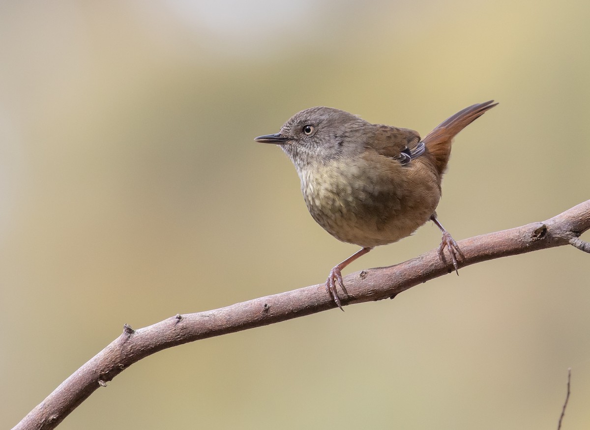 Tasmanian Scrubwren - ML485197401