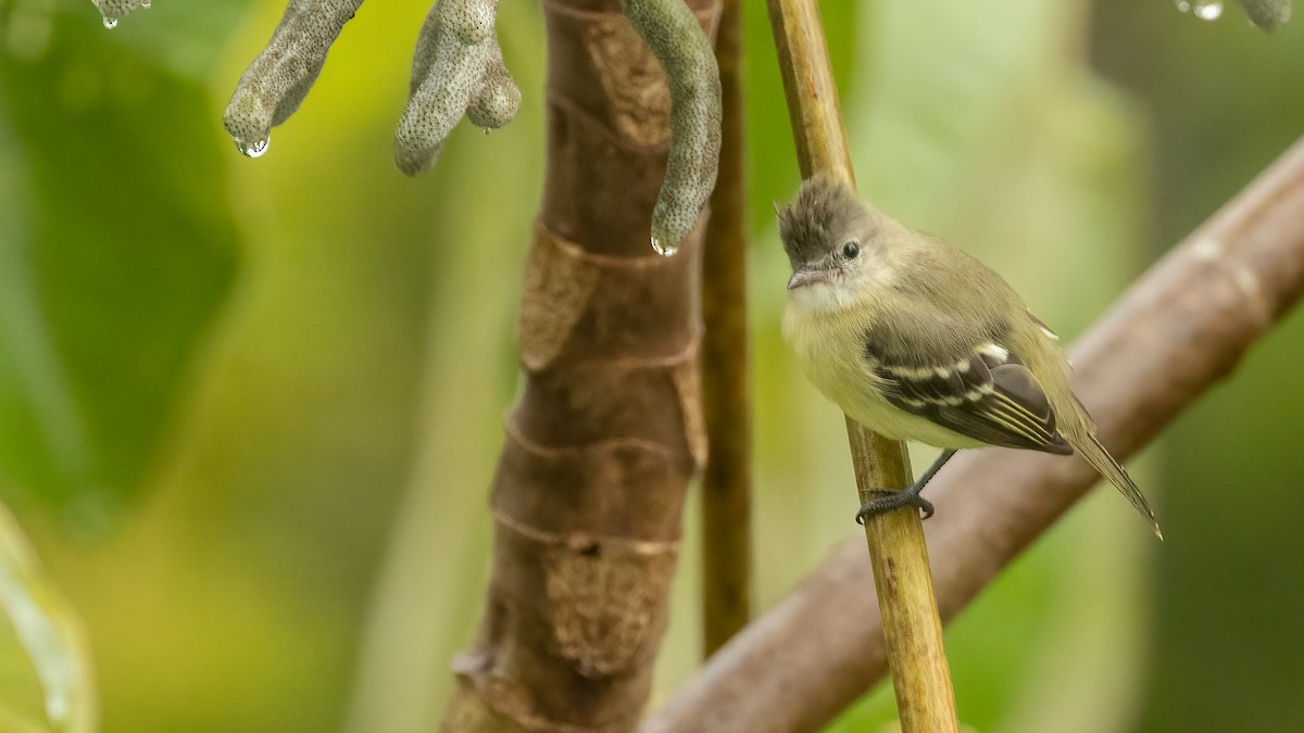 Southern Beardless-Tyrannulet (Northern) - ML485198411