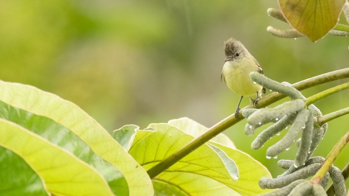 Southern Beardless-Tyrannulet (Northern) - ML485198421